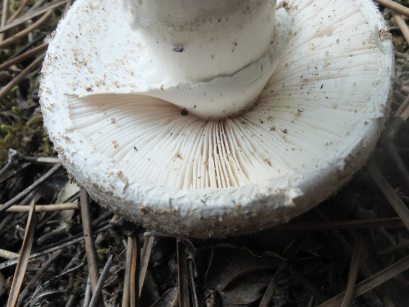 Amanita strobiliformis (Paulet ex Vittad.) Bertillon