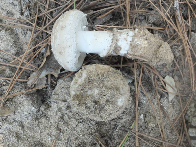 Amanita strobiliformis (Paulet ex Vittad.) Bertillon