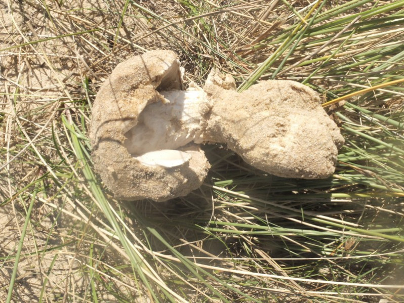 Amanita strobiliformis (Paulet ex Vittad.) Bertillon