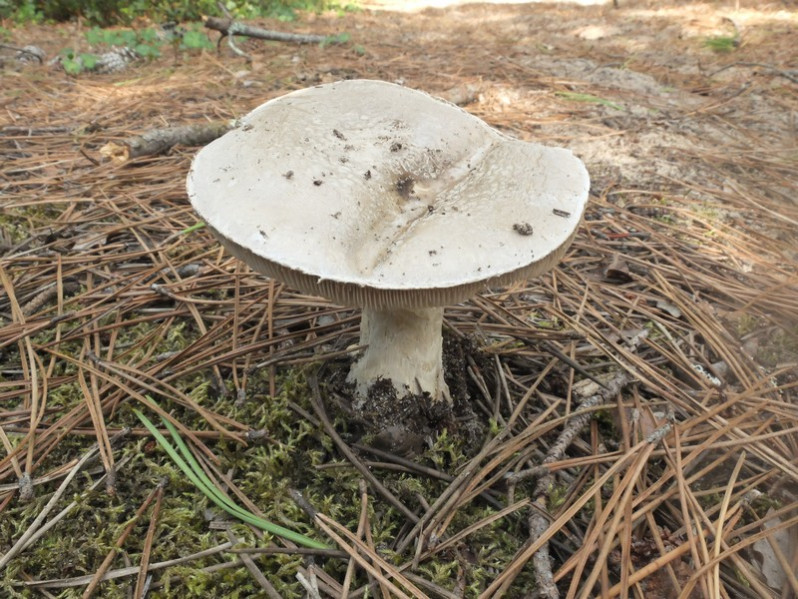 Amanita strobiliformis (Paulet ex Vittad.) Bertillon