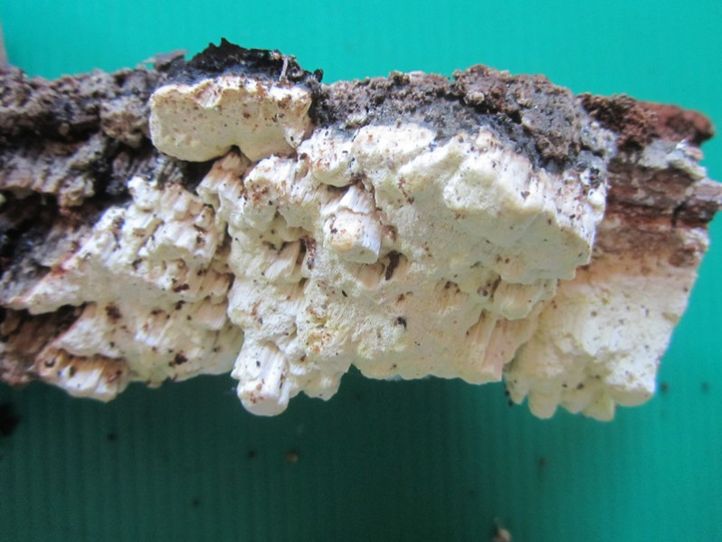 Antrodia xantha (Fr.) Ryvarden, 1973