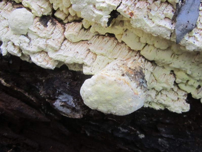 Antrodia xantha (Fr.) Ryvarden, 1973