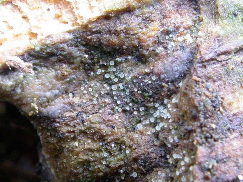 Arachnopeziza obtusipila Grelet, 1951