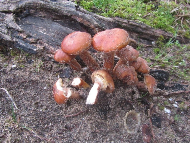 Armillaria cepistipes f. pseudobulbosa Romagn. & Marxm., 1983