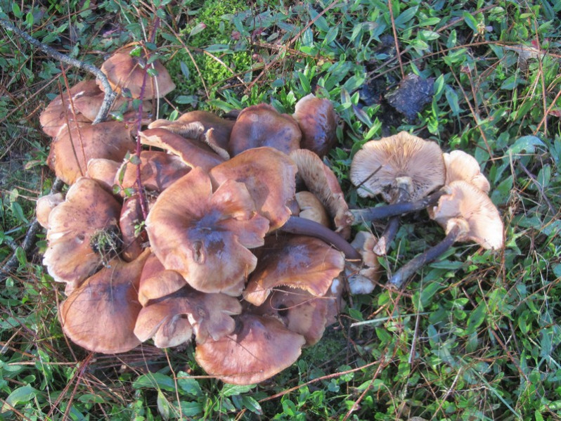 Armillaria mellea (Vahl) Kumm., 1871