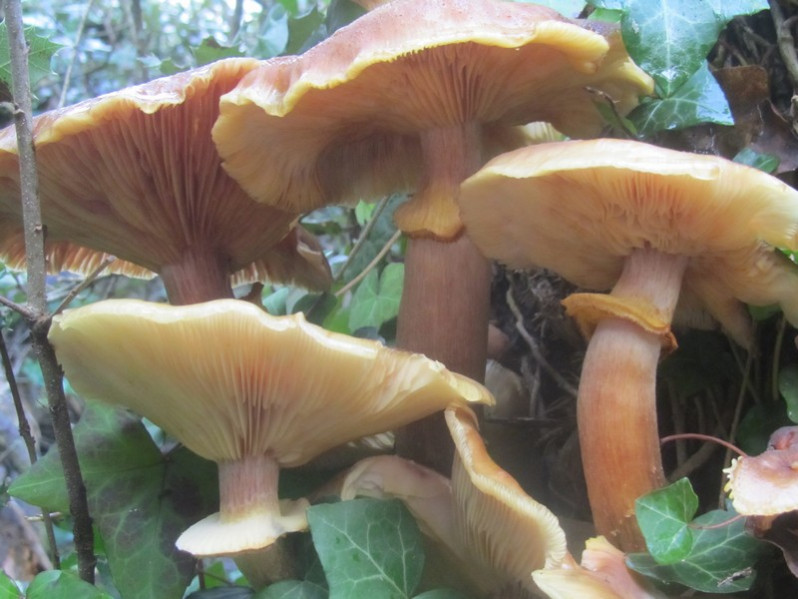 Armillaria mellea (Vahl) Kumm., 1871