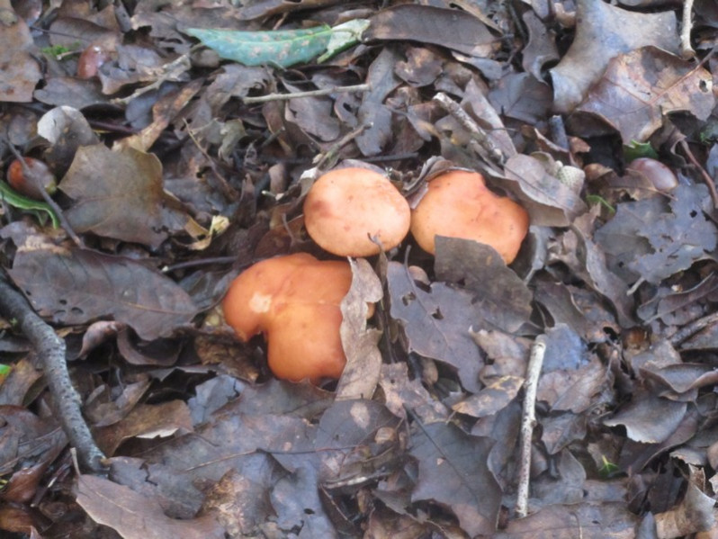 Armillaria socialis (DC.) Herink, 1973