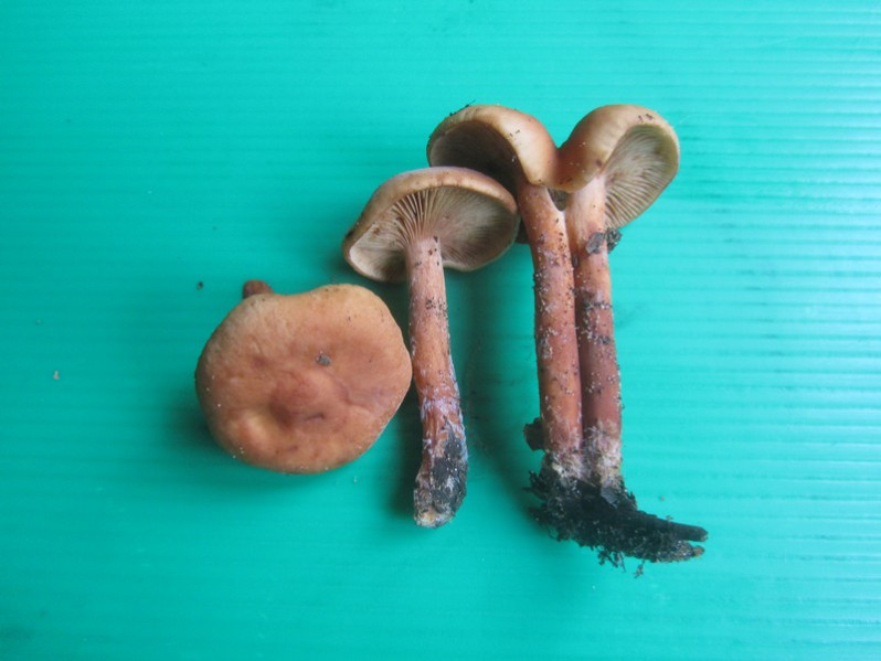 Armillaria socialis (DC.) Herink, 1973
