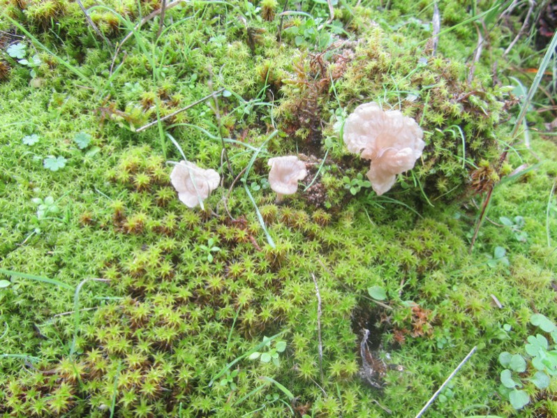 Arrhenia rickenii (Hora) Watling, 1989