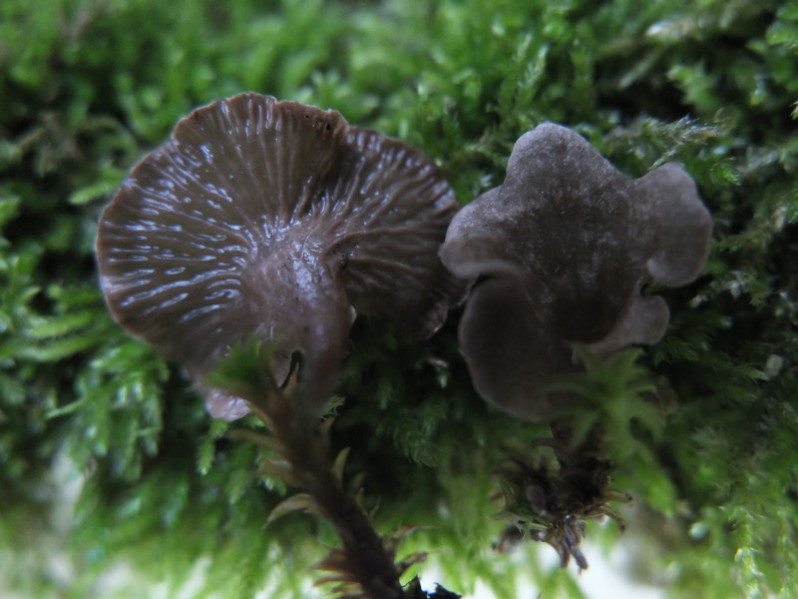 Arrhenia spathulata (Fr.) Redhead, 1984