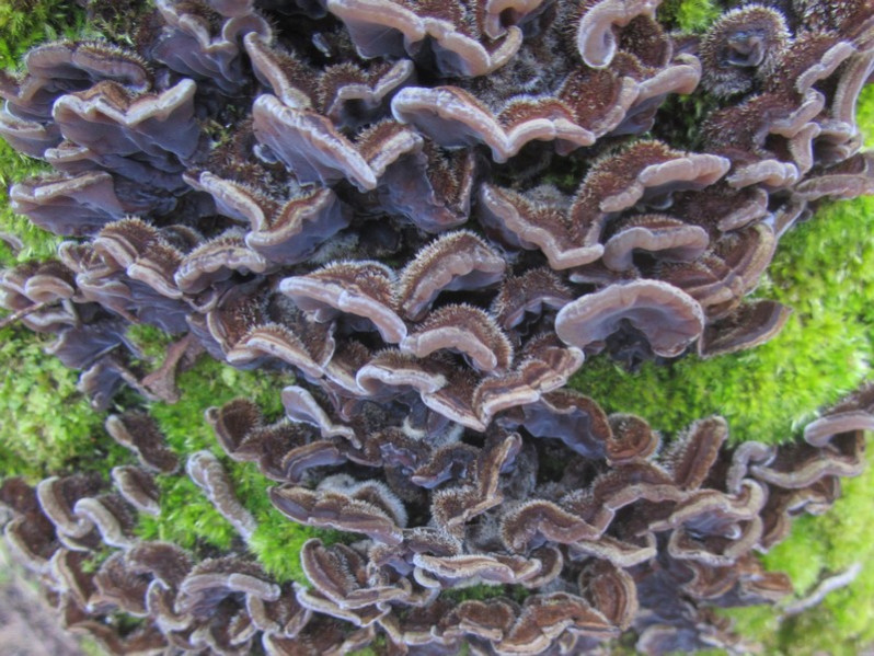 Auricularia mesenterica (Dicks. : Fr.) Pers., 1822
