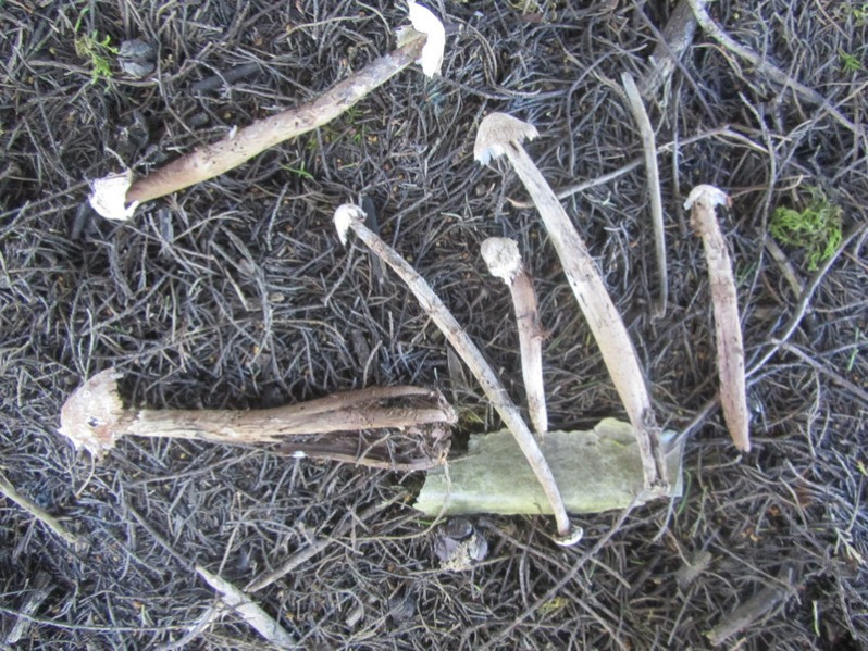 Battarraea phalloides (Dicks.) Pers.