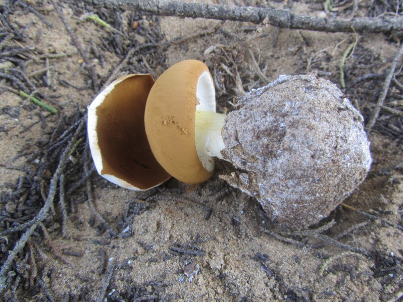 Battarraea phalloides (Dicks.) Pers.