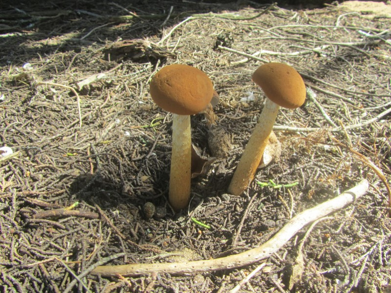 Battarraea phalloides (Dicks.) Pers.