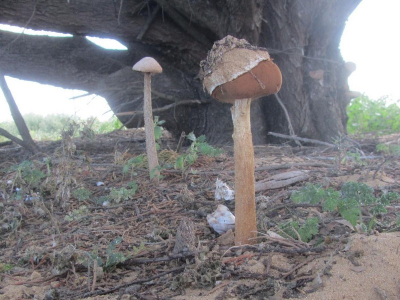 Battarraea phalloides (Dicks.) Pers.