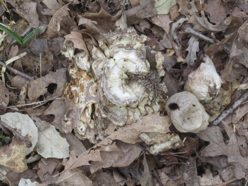 Bjerkandera adusta (Willd.) P.Karst., 1879