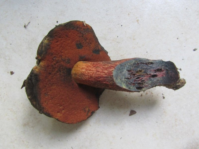 Neoboletus erythropus (Pers.) C.Hahn, 2015