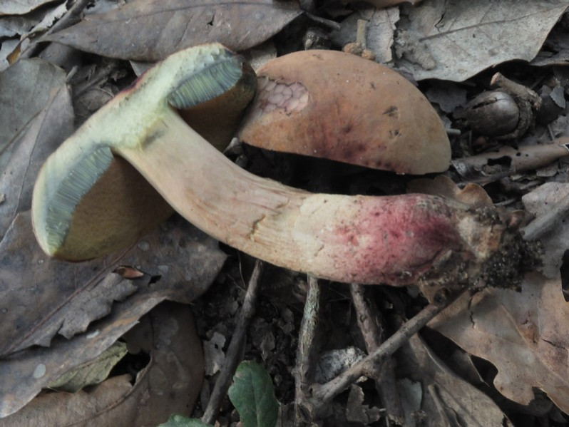 Suillellus queletii (Schulzer) Vizzini, Simonini & Gelardi, 2014