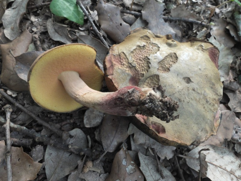 Suillellus queletii (Schulzer) Vizzini, Simonini & Gelardi, 2014