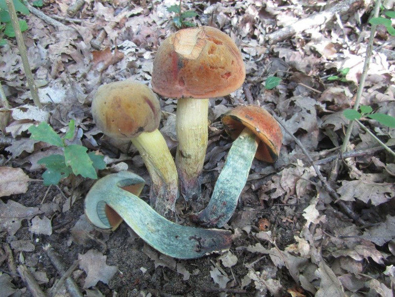 Suillellus queletii (Schulzer) Vizzini, Simonini & Gelardi, 2014