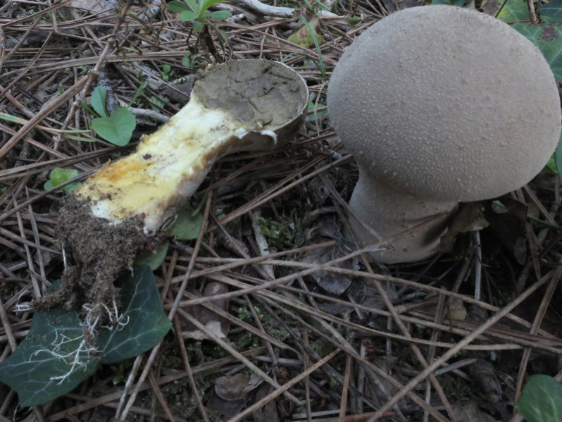 Calvatia excipuliformis (Scop.) Perdeck, 1950