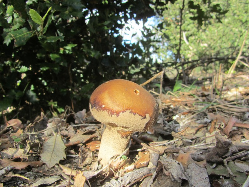 Calvatia excipuliformis (Scop.) Perdeck, 1950