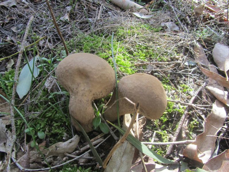 Calvatia excipuliformis (Scop.) Perdeck, 1950