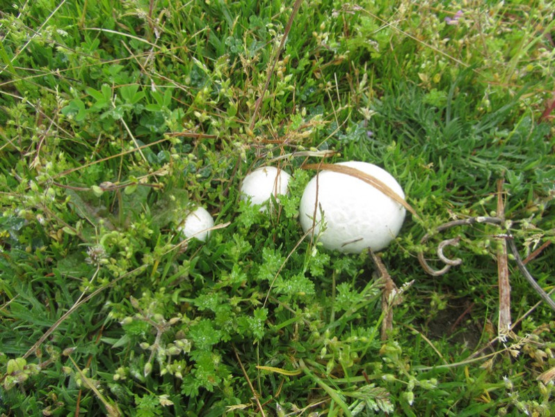 Calvatia utriformis (Bull.) Jaap, 1918