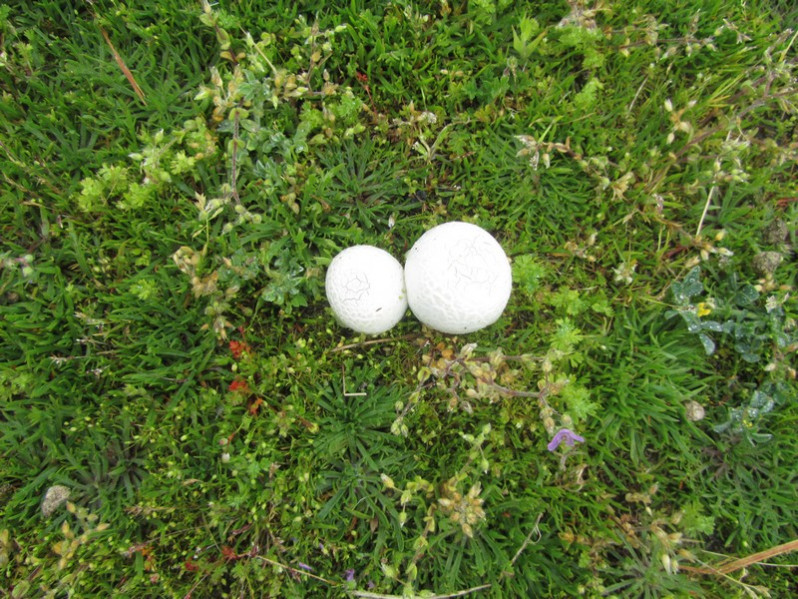 Calvatia utriformis (Bull.) Jaap, 1918