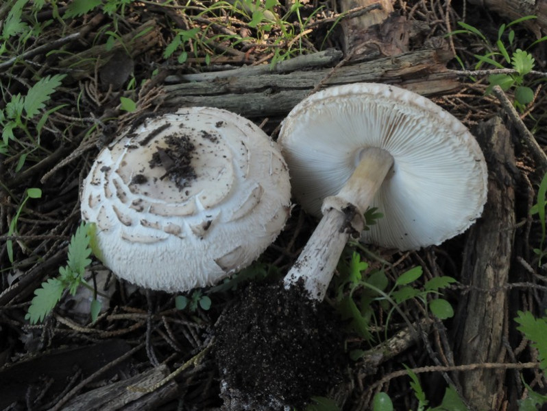 Chlorophyllum brunneum (Farl. & Burt) Vellinga, 2002