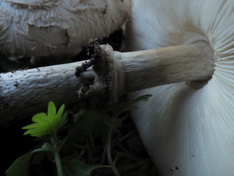 Chlorophyllum brunneum (Farl. & Burt) Vellinga, 2002