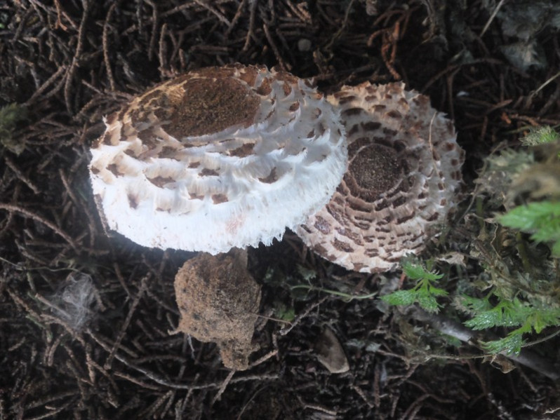 Chlorophyllum brunneum (Farl. & Burt) Vellinga, 2002