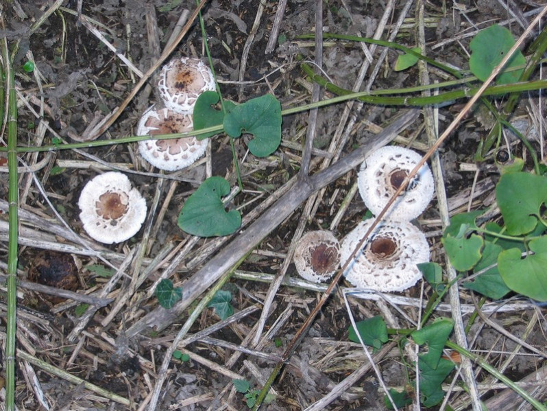 Chlorophyllum molybdites (G.Mey.) Massee, 1898