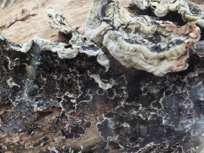 Chondrostereum purpureum (Pers.) Pouzar, 1959