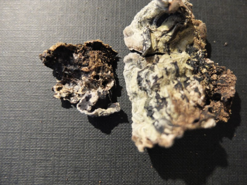 Chondrostereum purpureum (Pers.) Pouzar, 1959