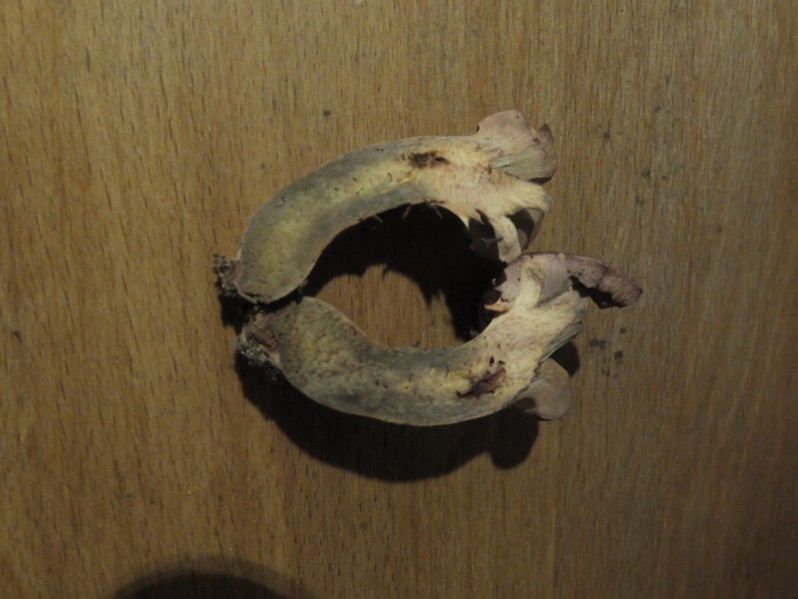 Chroogomphus fulmineus (R.Heim) Courtec., 1988