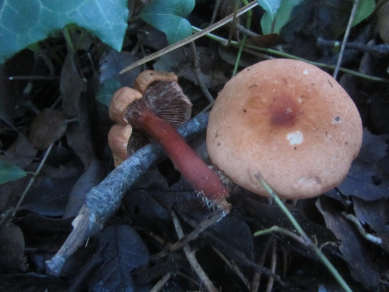 Chroogomphus rutilus (Schaeff.) O.K.Mill., 1964