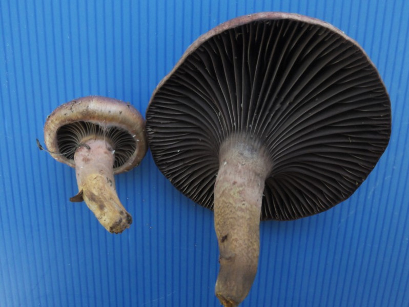 Chroogomphus rutilus (Schaeff.) O.K.Mill., 1964