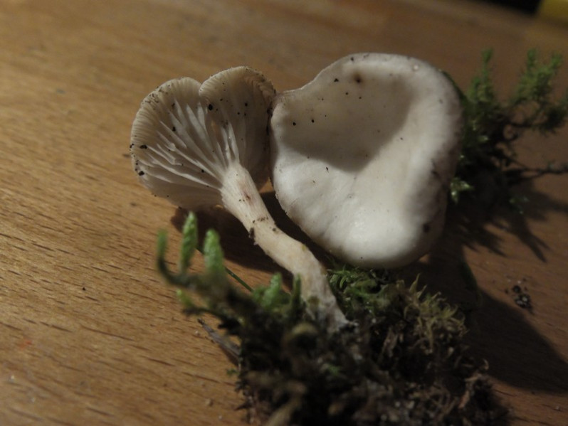 Leucocybe candicans (Pers.) Vizzini, P.Alvarado, G.Moreno & Consiglio, 2015