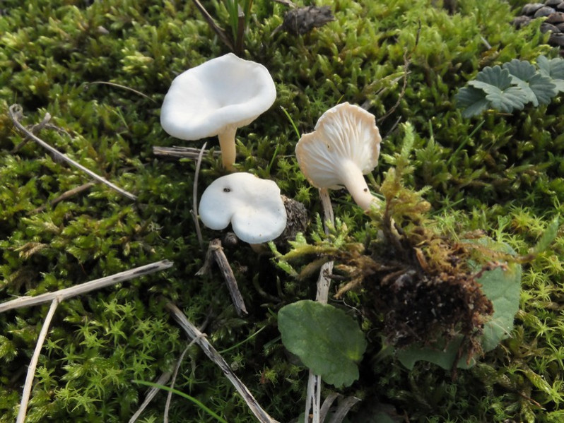 Leucocybe candicans (Pers.) Vizzini, P.Alvarado, G.Moreno & Consiglio, 2015
