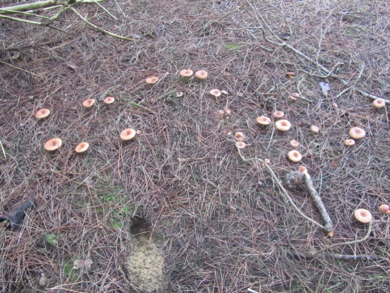 Clitocybe costata Kühner & Romagn., 1954