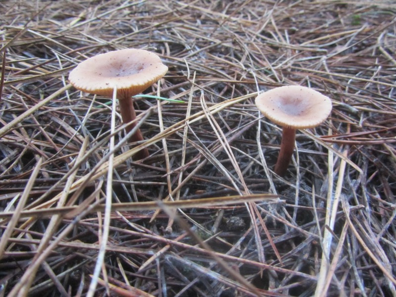 Clitocybe costata Kühner & Romagn., 1954