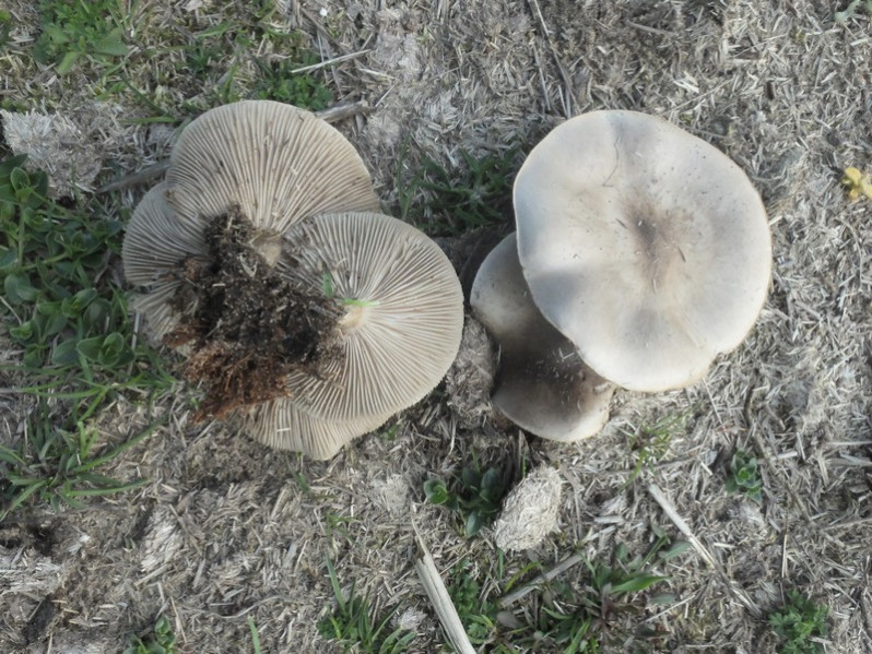 Clitocybe dealbata (Sowerby) P.Kumm., 1871