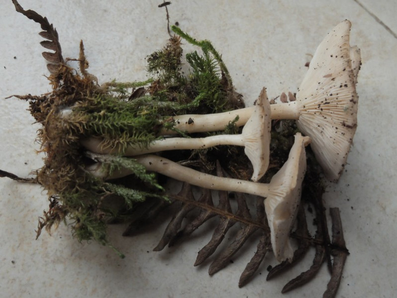 Clitocybe gallinacea (Bull.) Kumm., sensu Fr.