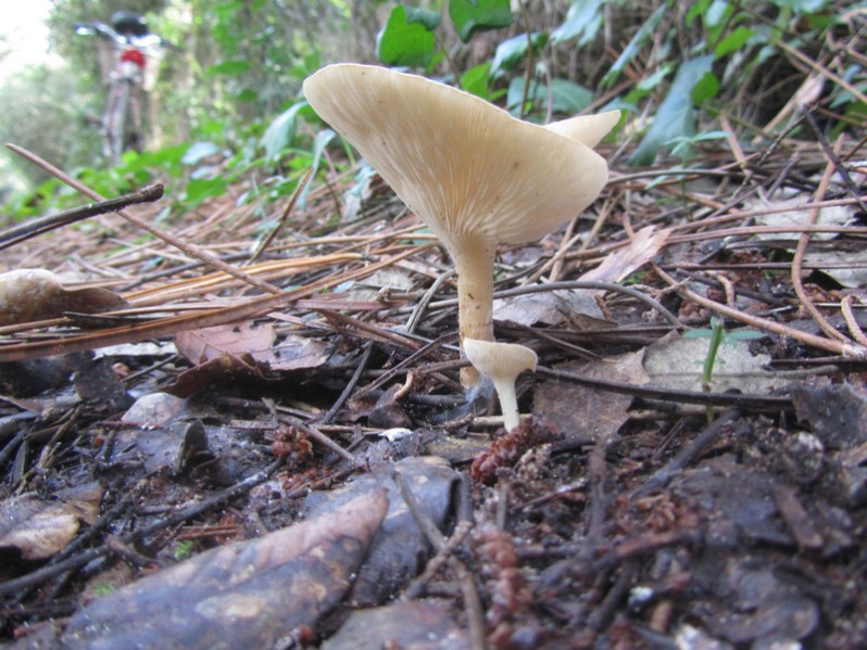 Infundibulicybe gibba (Pers.) Harmaja, 2003