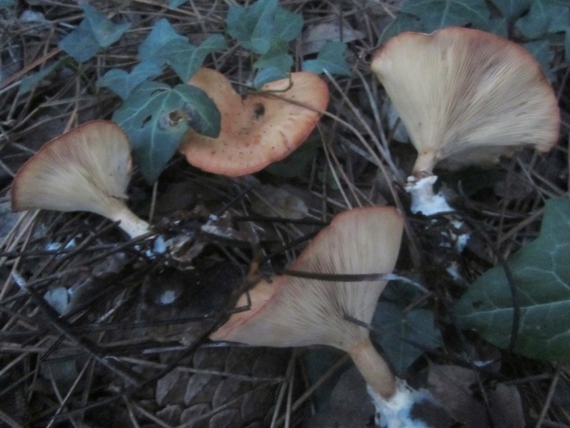 Infundibulicybe gibba (Pers.) Harmaja, 2003