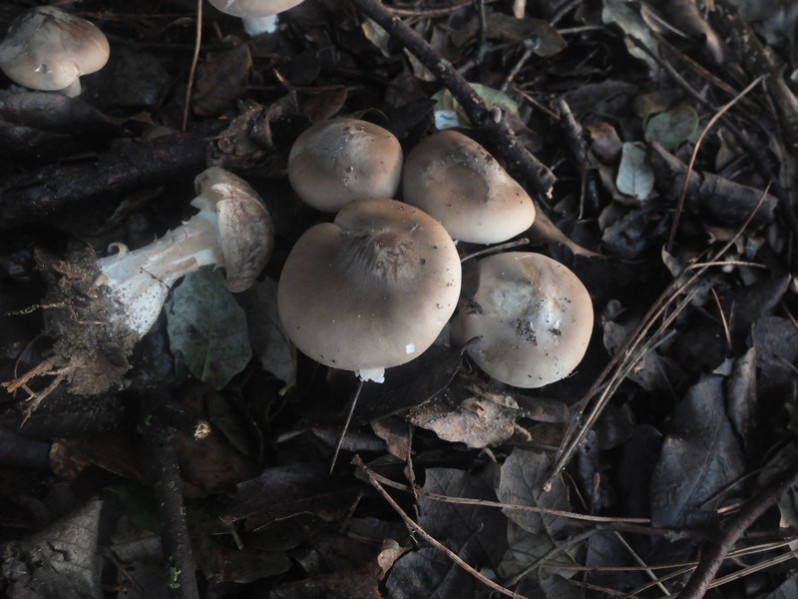 Clitocybe nebularis (Batsch) P.Kumm., 1871