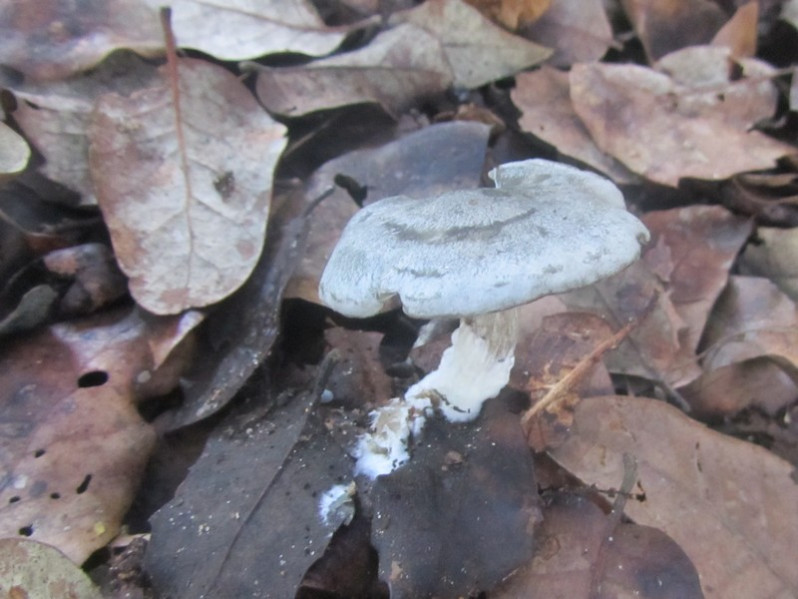 Clitocybe odora (Bull.) P.Kumm., 1871