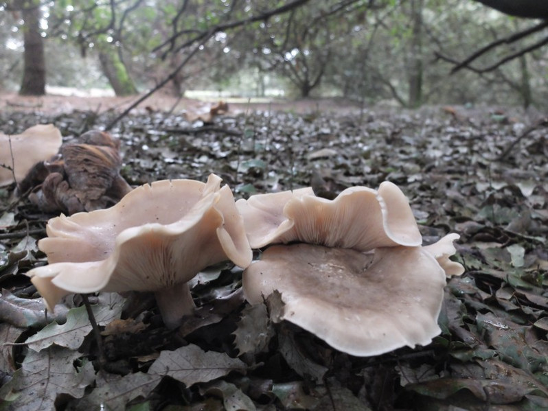 Clitocybe phyllophila (Pers.) P.Kumm., 1871
