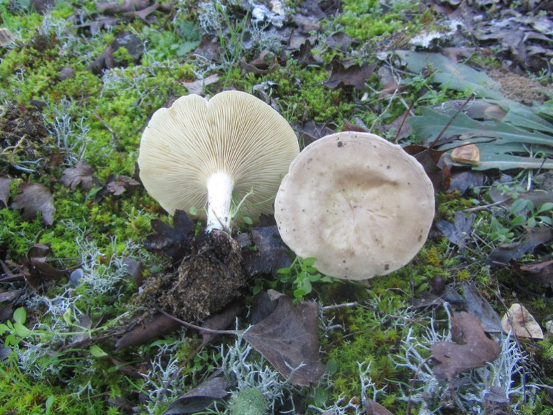 Clitocybe phyllophila (Pers.) P.Kumm., 1871